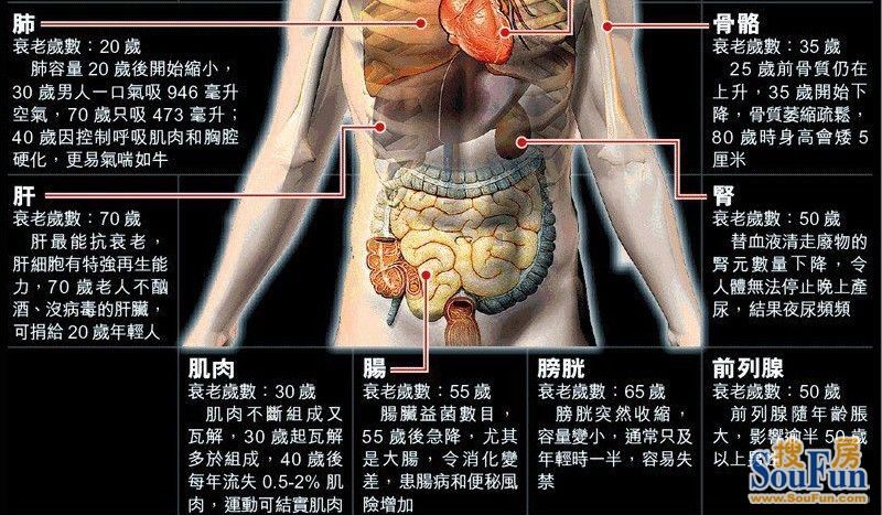 重要器官衰老化时间表