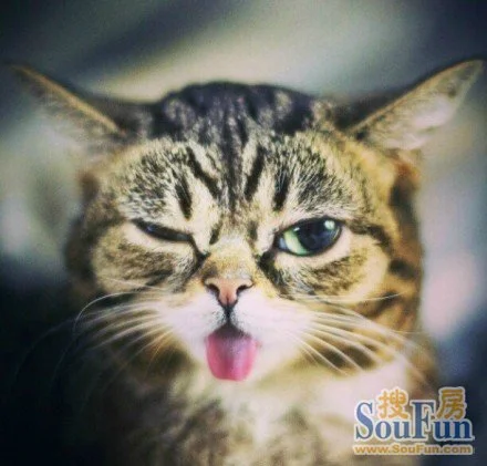一只会吐舌头的小萌猫