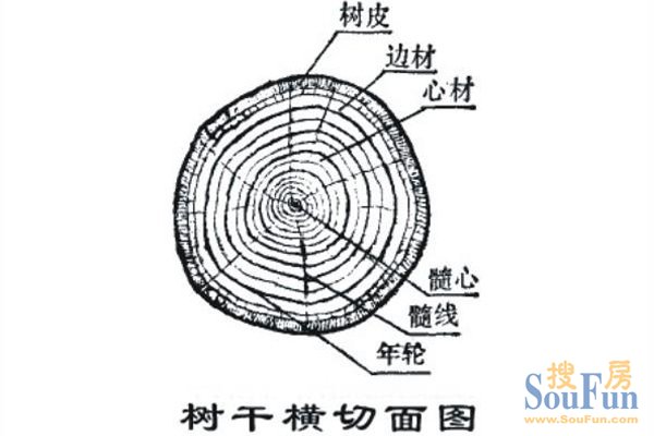 树干部份,因此树木主干的横切面最能反映木材的结构特征(如下图所示)