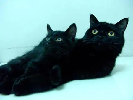 领养黑猫
