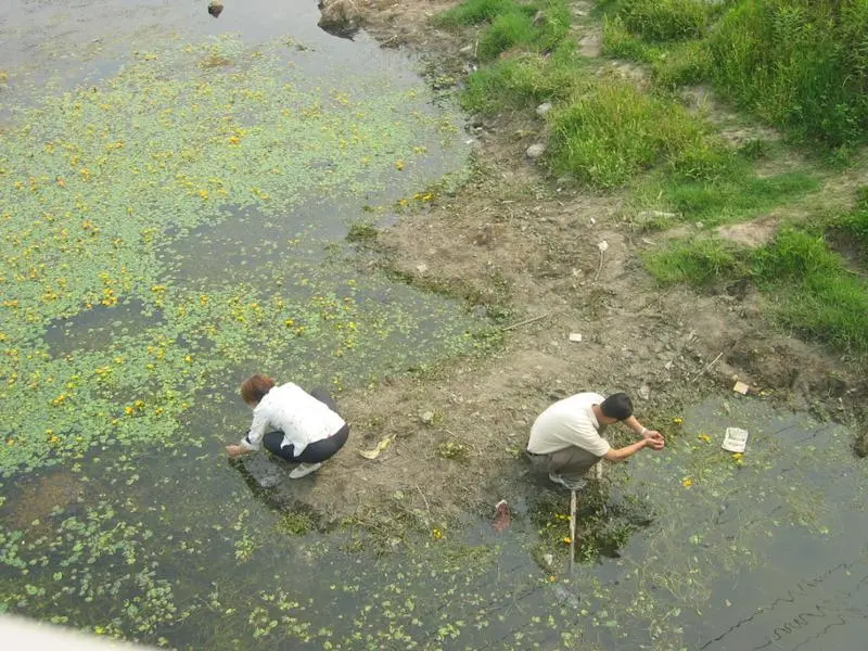 re:我们的生态河道离臭水浜仅一步之遥食河族及他们造成的破坏