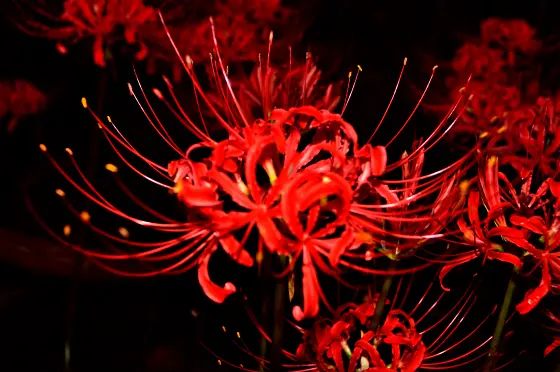 地狱之花——彼岸花开开彼岸.花不见.叶不见.