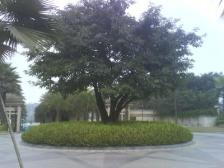 金科天湖美镇 和睦路轻轨站旁边,小区自带公园环境好