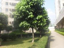 靓装修三房 诚意出售 南向光线好