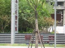 景观房 采光好 婚房装修 可拎包入住