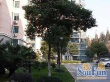 龙柏·中祥龙柏苑·2室·1厅