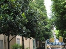 龙华·中山苑·3室·1厅