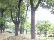 前滩杨思+位置好+3房+看房随时+美丽家园已做