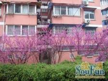 祁连二村 1室1厅 南 北