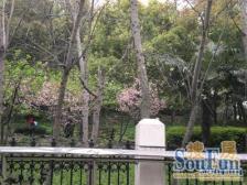 笋盘!低总价准电梯房14线真光路 真光公园 随时交房 可置换