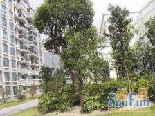 2005年电梯顶楼复式!送产权车位 小区中心位置