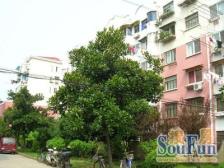 近地铁大两房,中间楼层,户型号,婚房精装修,满二