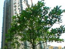 中环旁+小户型+总价低+电梯房