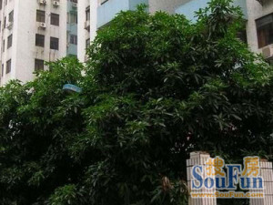 新装修靓房新中轴线旁原装电梯好楼层全明户型望广州塔
