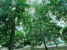 新上 精装修 领包入住 看房可约