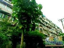 中原·鹏程苑·2室·1厅