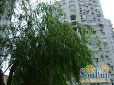 楼层好采光无遮挡,位置安静,全明户型,房东诚意出售