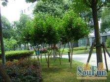 低楼层南北两房,业主诚意出售,总价合适刚需