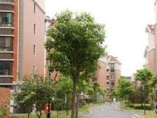 三开间 大花园 使用面积大 飞机户型 高分房