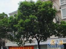 14号线真新新村站,精装修,拎包入住,电梯房,金中环