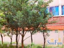 满五年 全明 两年不出一套 得房率very高