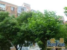 新明星花园 2室2厅2卫 南