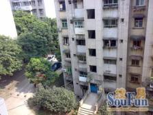 五朵金花 红梅花儿开朵朵放光彩六年影响一生