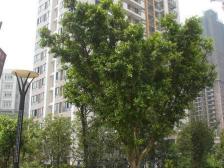 住家装修 中间楼层 看房方便 业主诚心出售