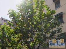 内环电梯房,96年房龄,南北通透,方正透亮,价可谈,带北露台