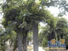 沪东新村 1室1厅 南