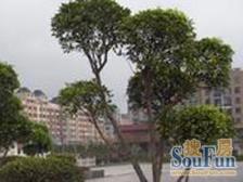 高楼层视野好,得房率高,满五唯one