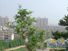楼层好,视野好,位置好 前后楼间距宽,3号线殷高西路