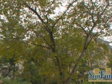 一楼带院子,番禺路热门地段,近华山路淮海路