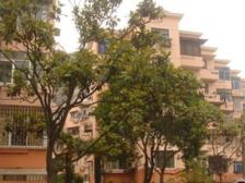 长桥一村厨卫全明,带院子,看房方便