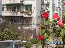 南茶园 3室1厅 南