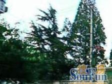 隆昌路718弄 2室1厅 南 北