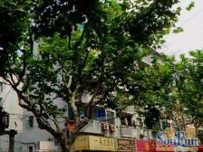 东南简装带阁楼,看房方便诚意售