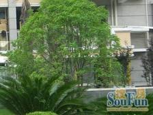 电梯房,主卧朝南,品质小区,精装修,精装好房