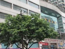 光彩大厦 3室2厅 南