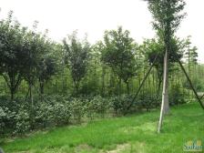 清溪苑 3室2厅 南