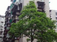 响水路 响水路二房34万