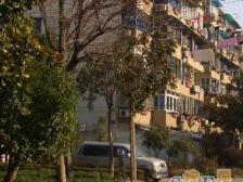 民星一村 1室1厅 南