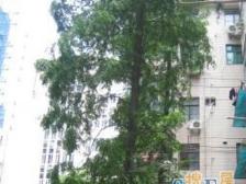 近地铁电梯房朝南大主卧带大露台