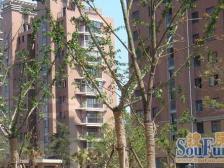 电梯房,中区,小上海步行街附近,近18号线