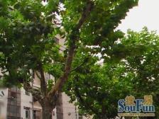 精装修两房,带一个客厅,虹桥路地铁口