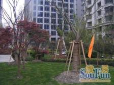 长宁内环内捡露,08年干挂石材品质住宅庭院复式