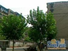 双南厅朝北哦 5楼全明户型 美丽家园 市口很好