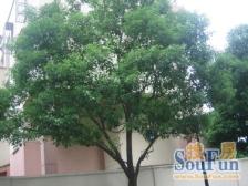 小区中间位置安静装修房业主诚意卖采光好停车方便近校