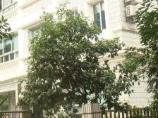 南坪 怡丰海韵豪园四房110万