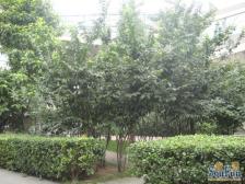 人和 人和天地(渝北人和)一房